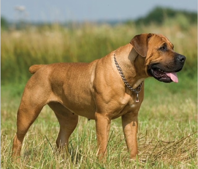Read more about the article Top Traits of the South African Boerboel: What Makes Them Unique